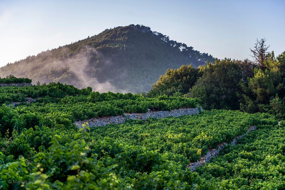 Greek vineyard Samos Cinque wine bar Muscat white grapes