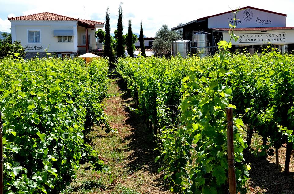 Avantis-Estate greek vineyard Cinque wine bar