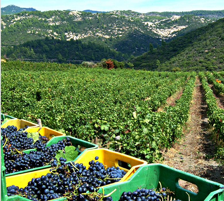 Greek vineyard Limnio Domaine Porto Carras indigenous variety Cinque Athens