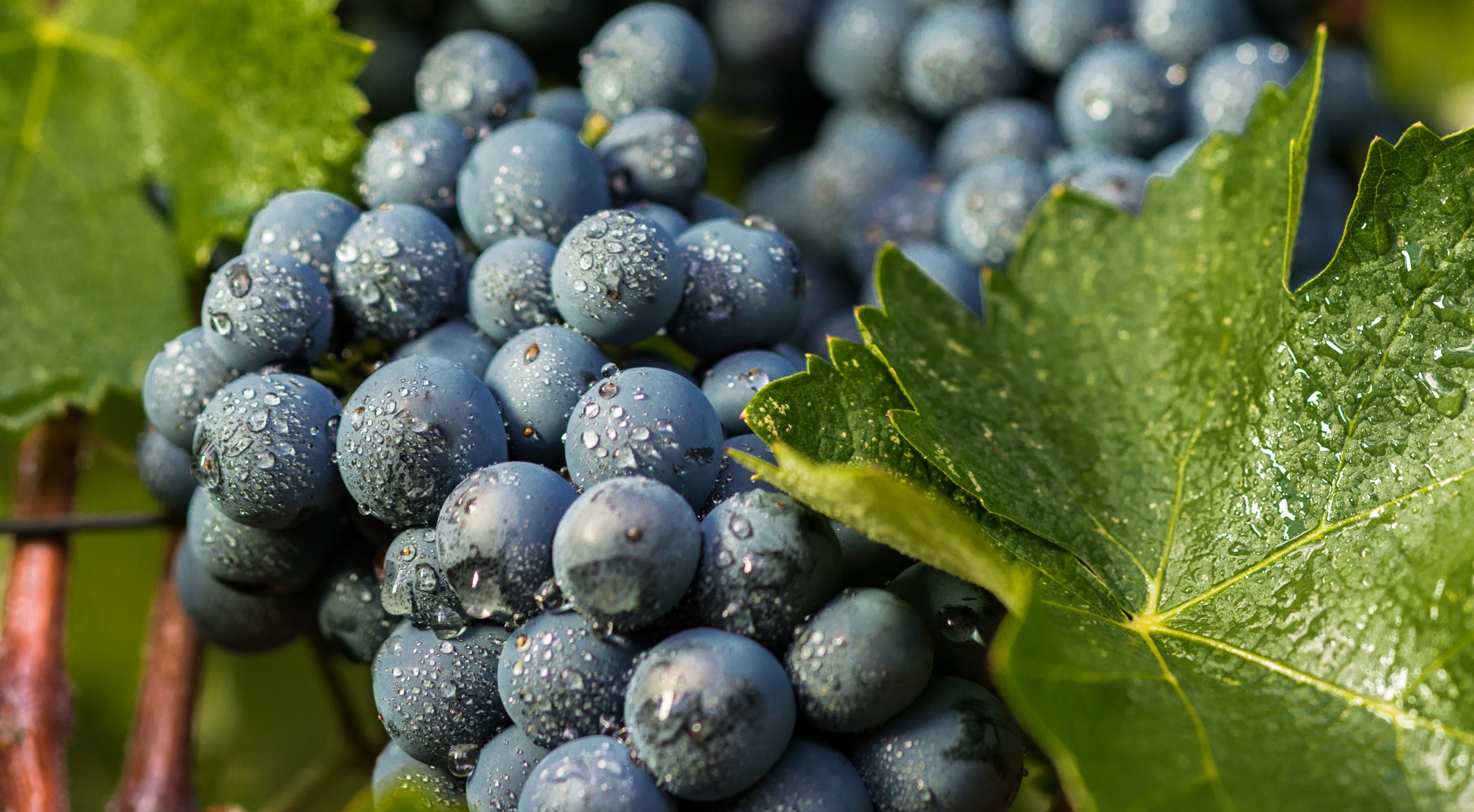 Agiorgitiko – Cinque’s Guide to Indigenous Greek Grape Varieties