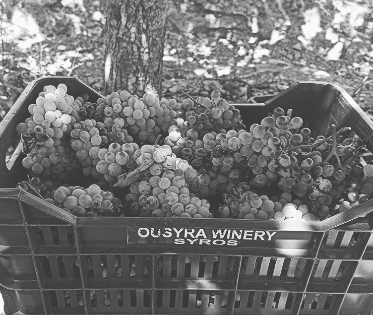 Ousyra Winery grapes